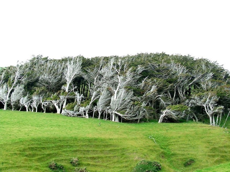 Slope Point là điểm cực Nam của đảo South ở New Zealand. Khu vực này thường xuyên bị ảnh hưởng nặng nề bởi sức gió Tây Nam khốc liệt và lạnh thổi lên từ Nam Cực.